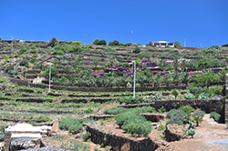 Macchia Mediterranea